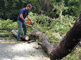 How Our Tree Care Process Works  in  Castalia, OH