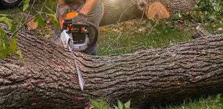 Best Firewood Processing and Delivery  in Castalia, OH