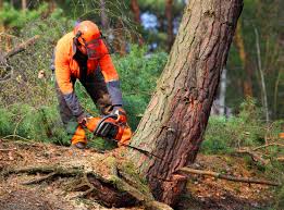 Best Lawn Renovation and Restoration  in Castalia, OH