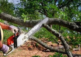 Best Organic Lawn Care Solutions  in Castalia, OH
