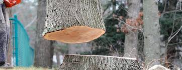 Best Arborist Consultation Services  in Castalia, OH