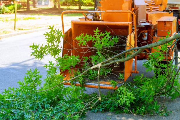 Best Tree Trimming and Pruning  in Castalia, OH