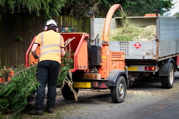 Best Tree Disease Treatment  in Castalia, OH