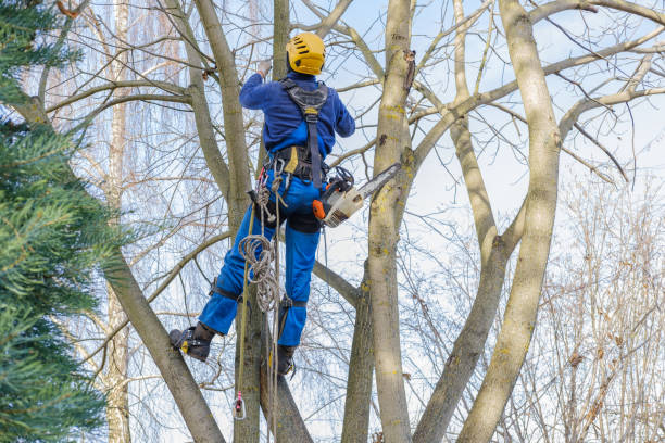 Best Utility Line Clearance  in Castalia, OH