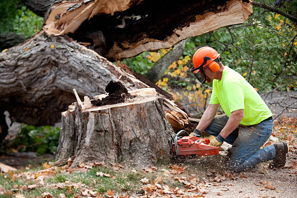  Castalia, OH Tree Services Pros