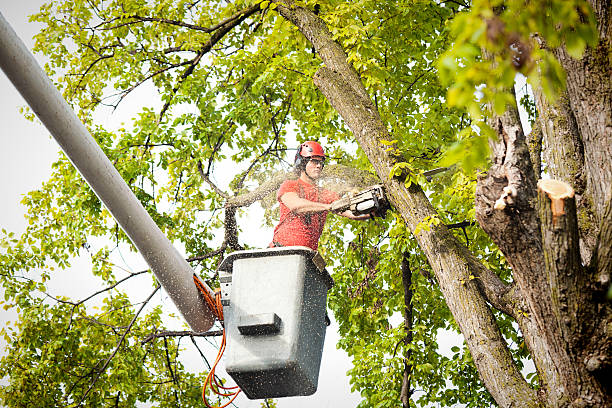 Best Stump Grinding and Removal  in Castalia, OH