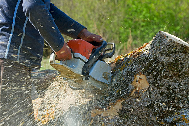 Best Lawn Disease Treatment  in Castalia, OH